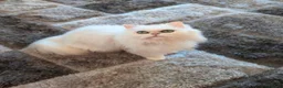 Persian cats for sale: Beautiful Persian Chinchilla - Advert 1