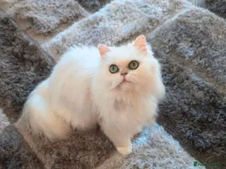 Persian cats Beautiful Persian Chinchilla - Advert 1