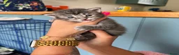 Maine Coon cats for sale: 🐾 Beautiful Maine Coon Kittens  in Boston - Advert 3
