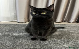 Mixed Breed cats for sale: 6 kittens for sale - Image 14