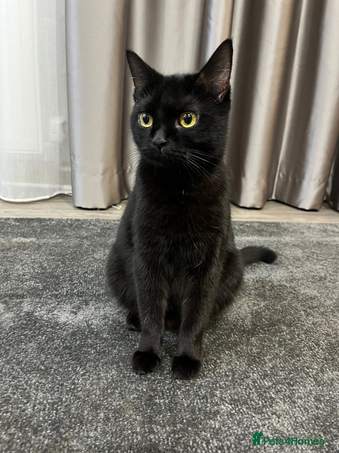 Mixed Breed cats for sale: 6 kittens for sale - Image 14