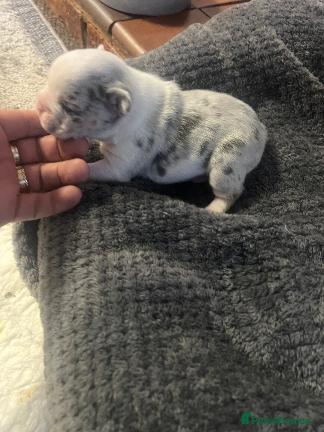 French Bulldog dogs for sale: French bulldog  - Advert 9