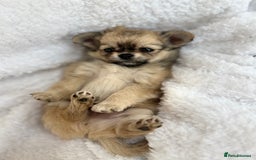 Chihuahua dogs for sale: Champion Line Chihuahua miniature puppies  - Image 9