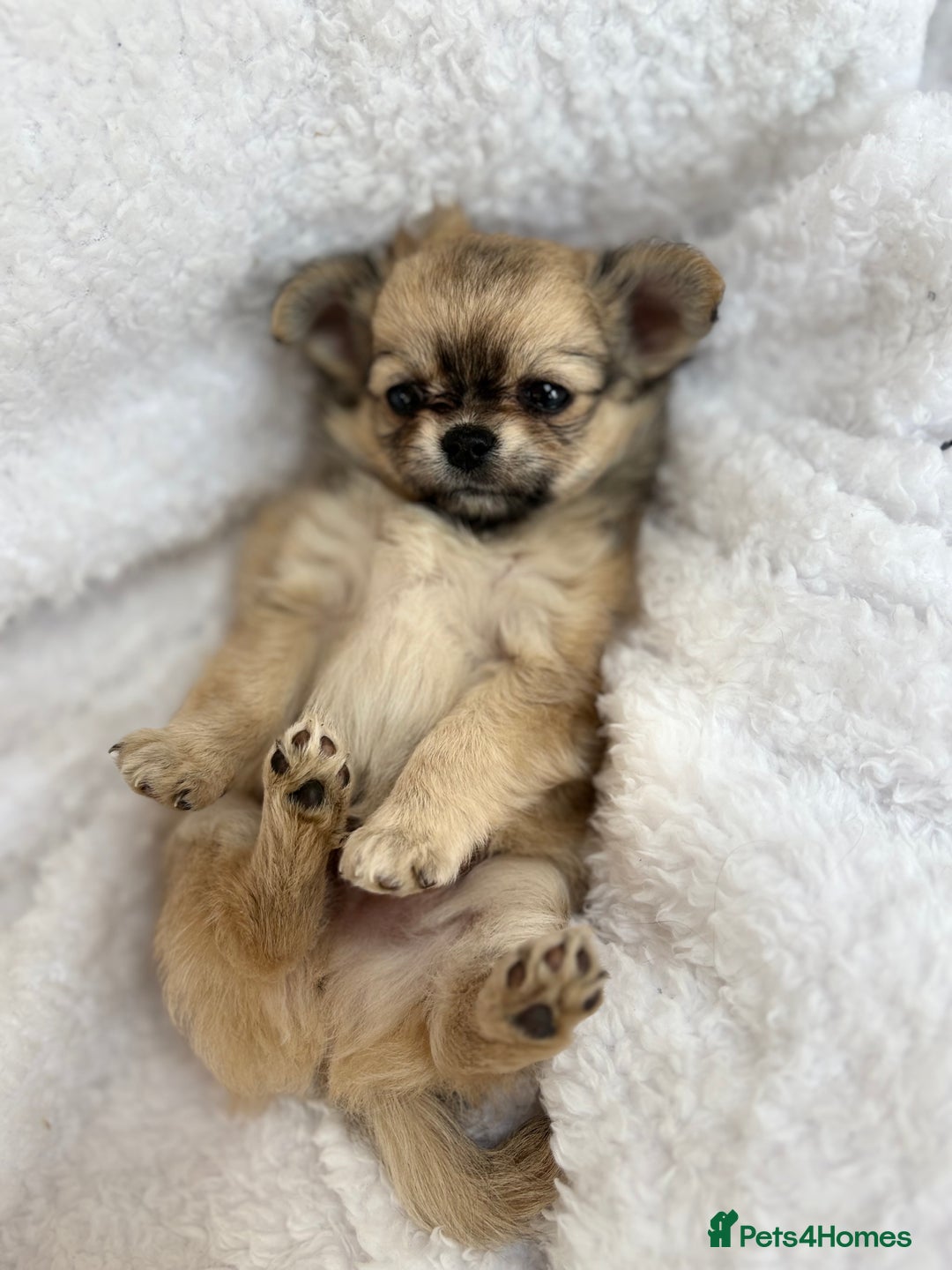 Chihuahua dogs for sale: Champion Line Chihuahua miniature puppies  - Image 9