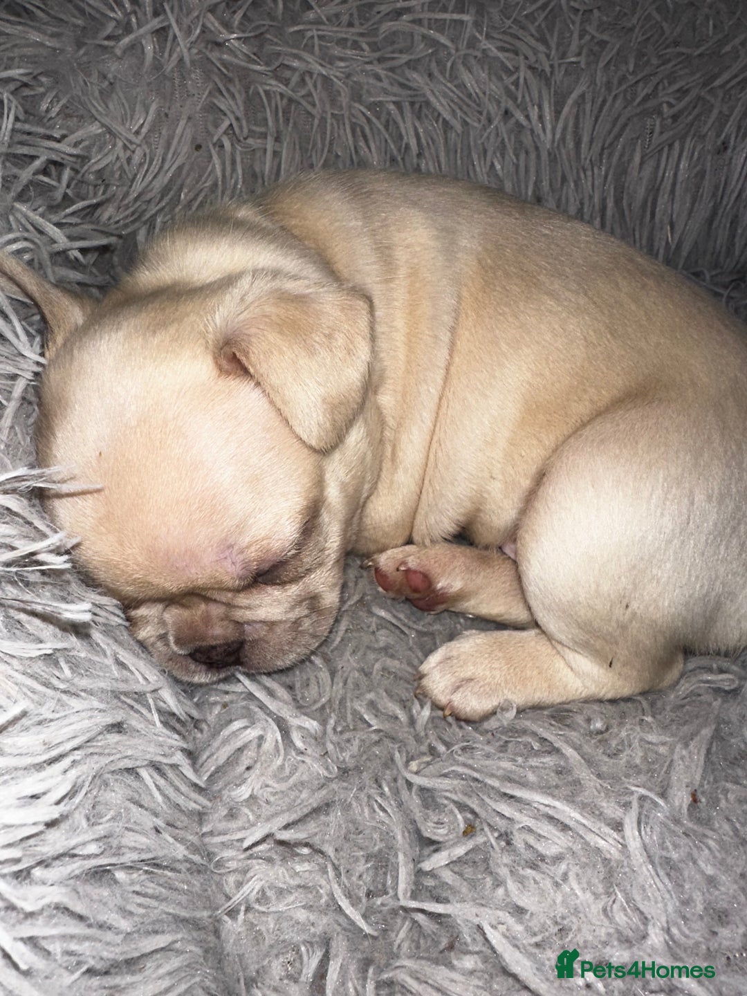 French Bulldog dogs for sale: French bulldog puppies - boys - Advert 9