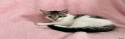 Mixed Breed cats for sale: Litter of 6 Kittens  - Advert 13