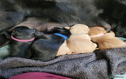 Labrador Retriever dogs for sale: Beautiful pedigree puppies ready 30th Sept - Image 4