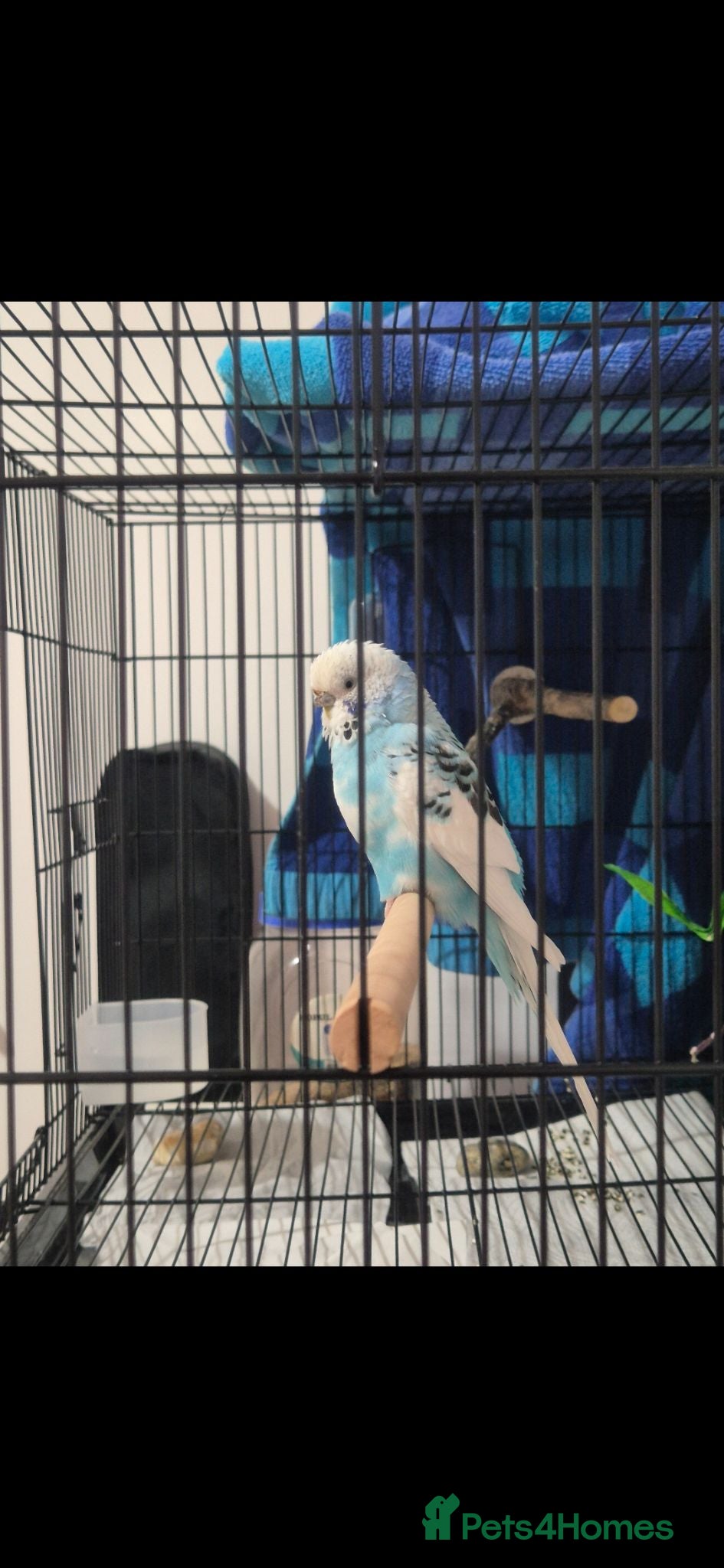 Budgerigars birds Female blue budgie for sale + cage - Advert 1