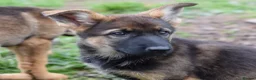 German Shepherd dogs for sale: Shorthaired German Shepherd  - Advert 25