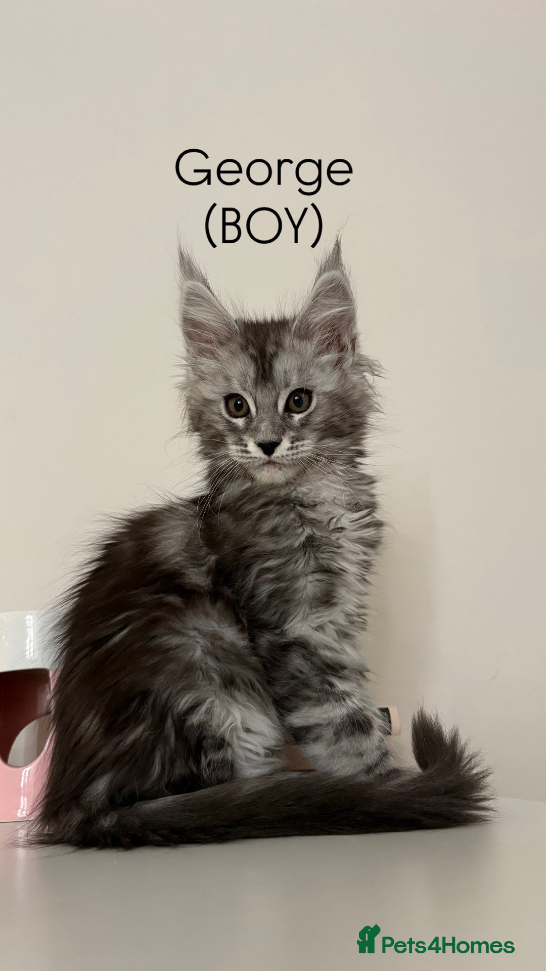 Maine Coon cats for sale: Pedigree registered Maine Coon - Advert 3