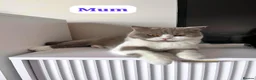 British Shorthair cats for sale: TICA registered pedigree British Shorthair kittens - Advert 2
