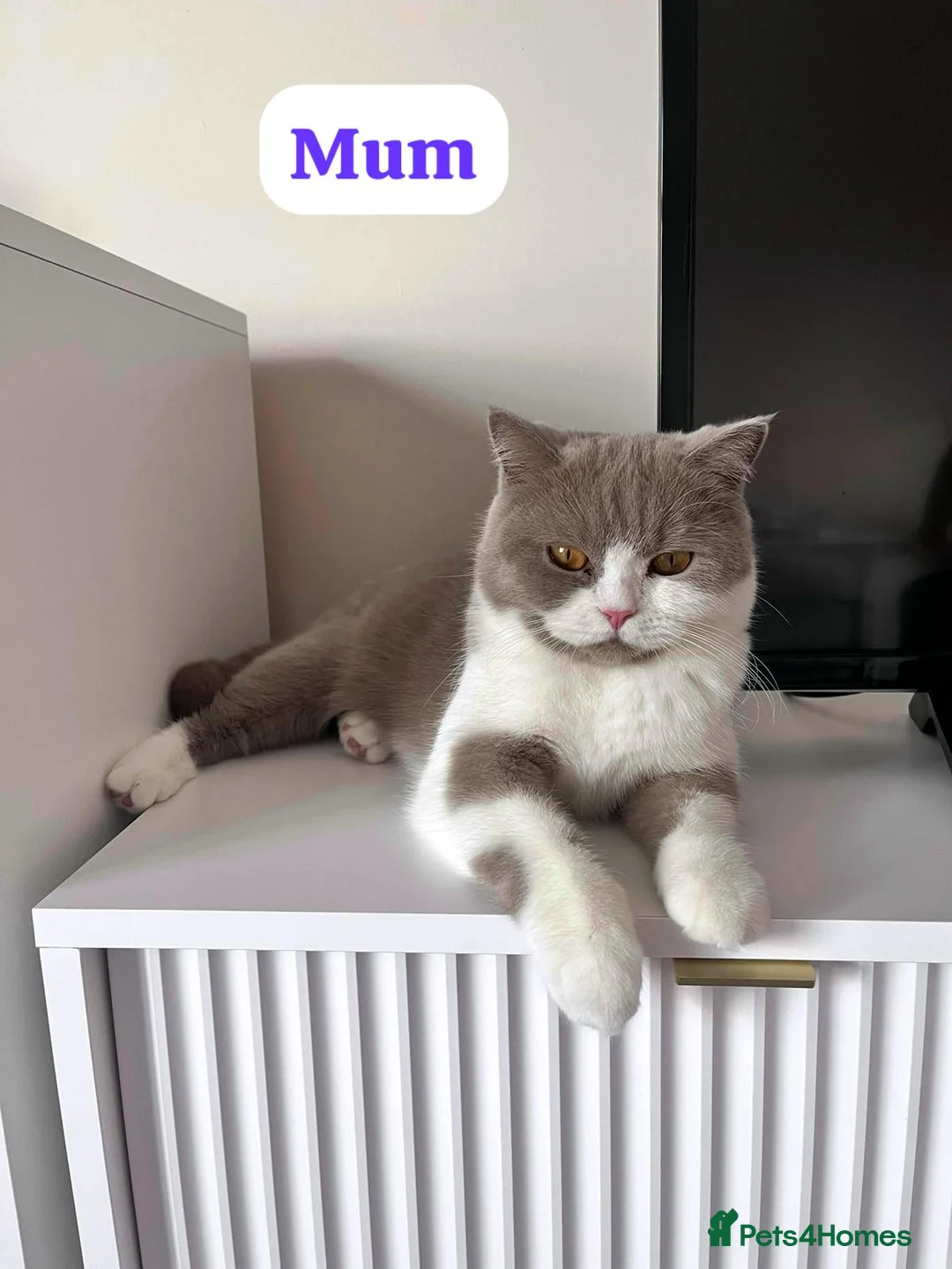 British Shorthair cats for sale: TICA registered pedigree British Shorthair kittens - Advert 2