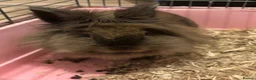 Lionhead rabbits for sale: Lionhead rabbits - Advert 8