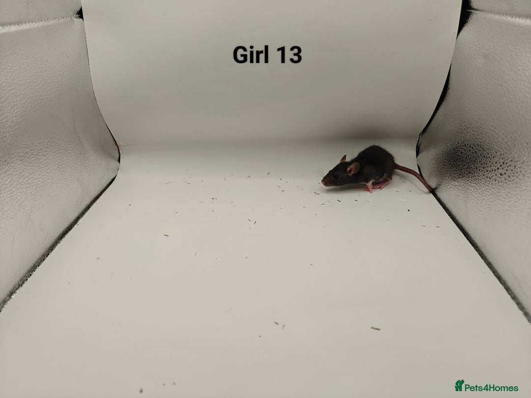Rat rodents for sale: JAN: 27 Rats (21 Rats: 10 Boys & 11 Girls Left) - Advert 27