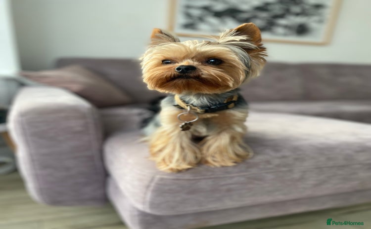 Yorkshire Terrier dogs for stud in Mitcham - Advert 11