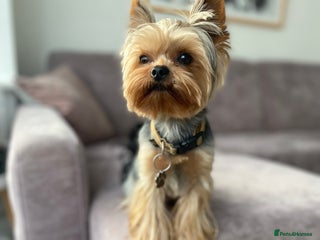 Yorkshire Terrier dogs in Mitcham - Advert 13