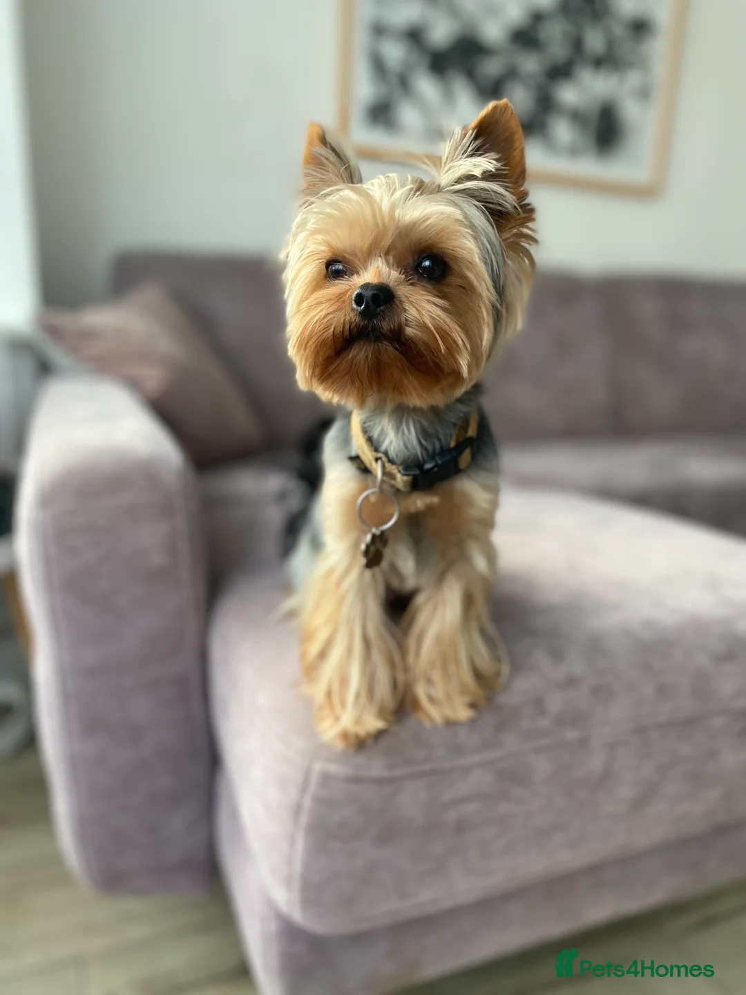 Yorkshire Terrier dogs for stud: Miniature Yorkshire Terrier Dog for Stud £200 in Mitcham - Advert 1