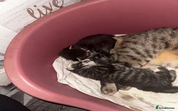 Mixed Breed cats for sale: 2 male 2 female beautiful kittens - Image 18