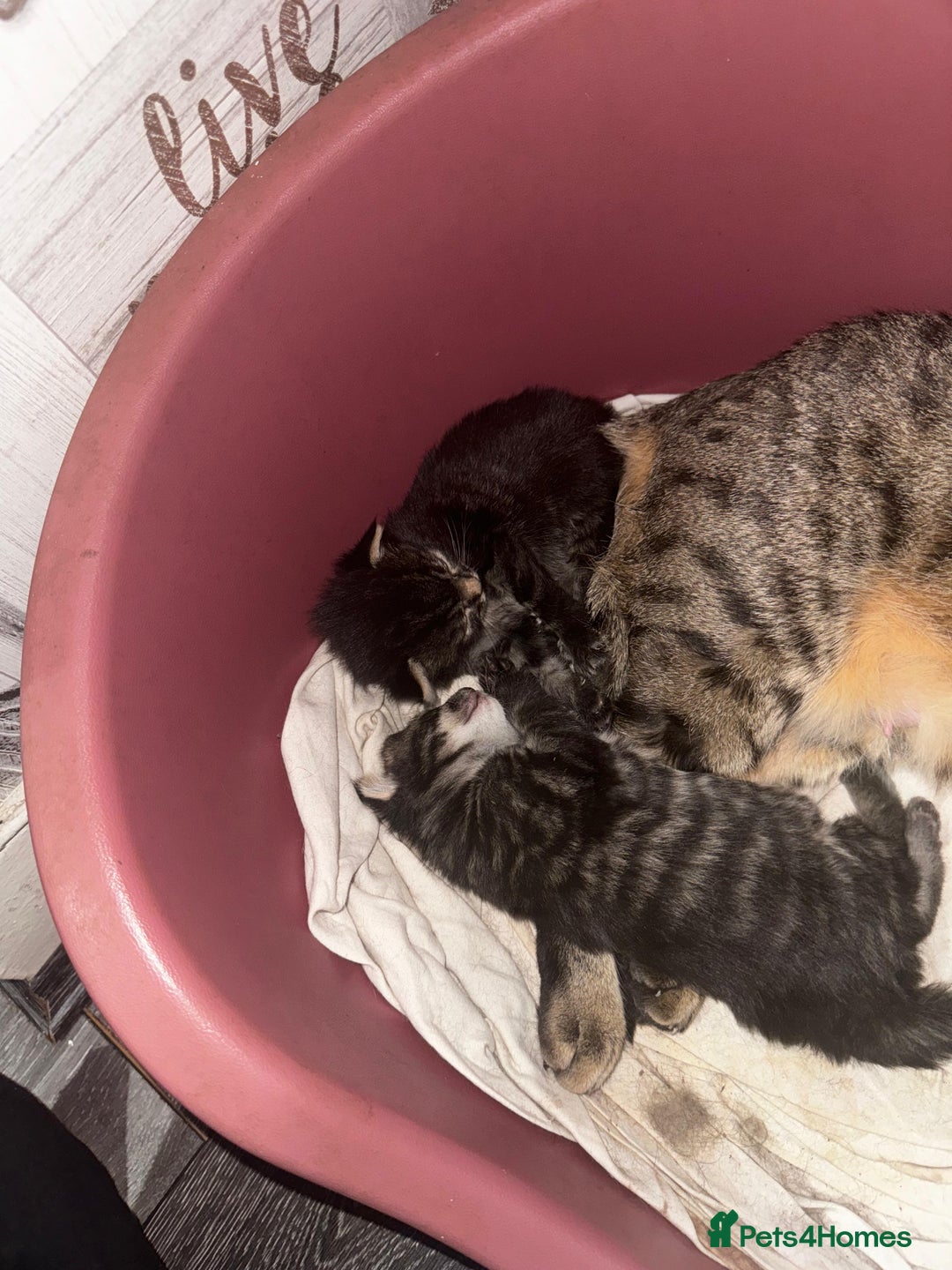 Mixed Breed cats for sale: 2 male 2 female beautiful kittens - Image 18