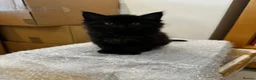 Maine Coon cats for sale: Maine Coon X kittens - Oxfordshire in Oxford - Advert 5