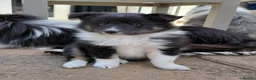 Shetland Sheepdog dogs for sale: Beautiful Tri girl puppies available from 19th Aug in Nottingham - Advert 5