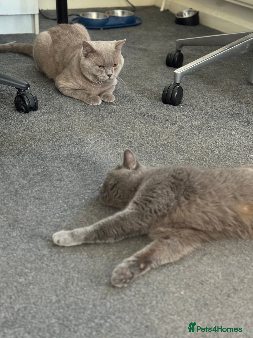 British Shorthair cats for sale: British shorthair lilac and blue - Advert 20