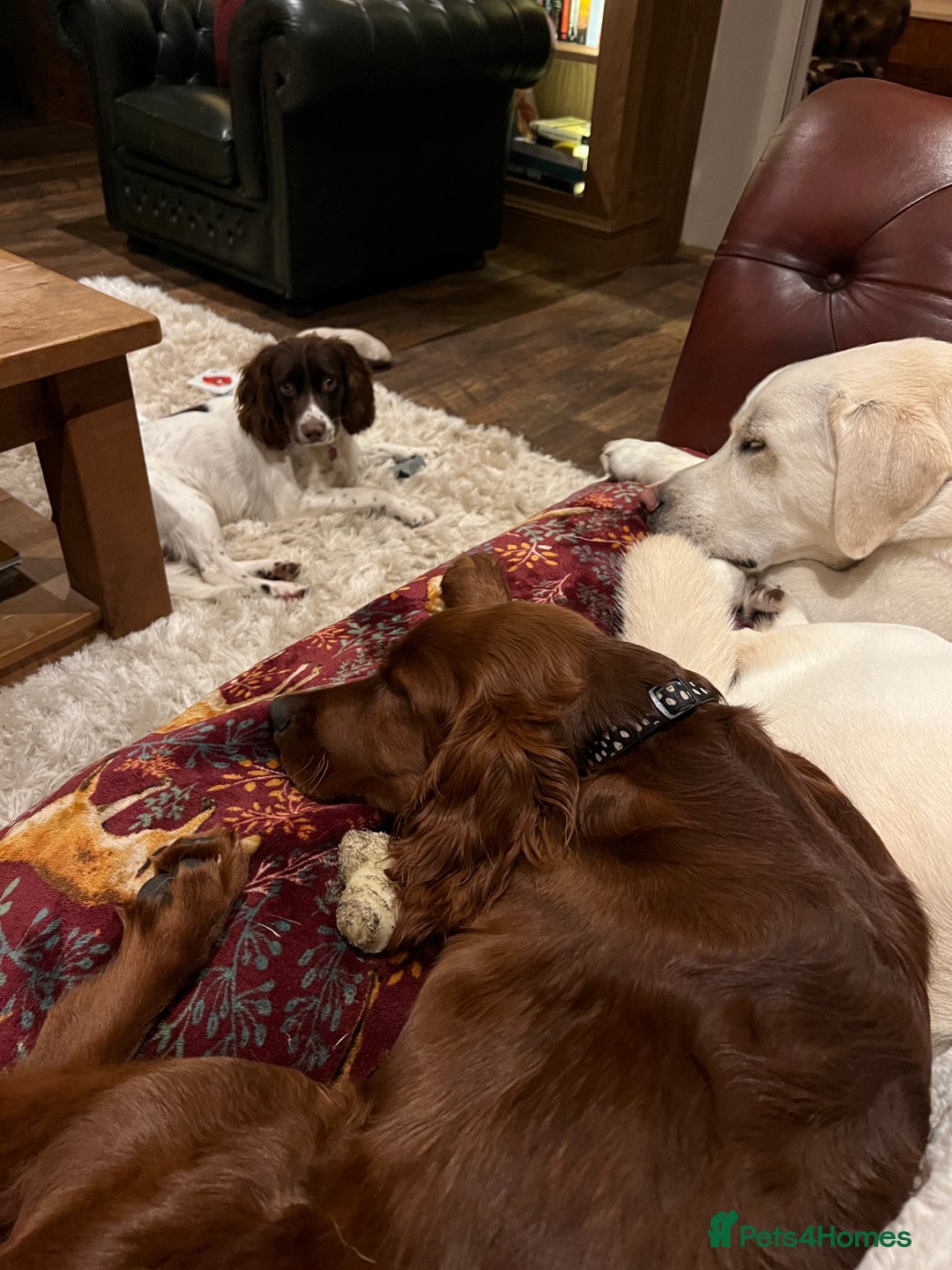 English Springer Spaniel dogs for sale: English Springer Spaniel  - Advert 6