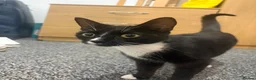 Domestic Shorthair cats for sale: 2 Female domestic shorthair kittens in Wigan - Advert 8