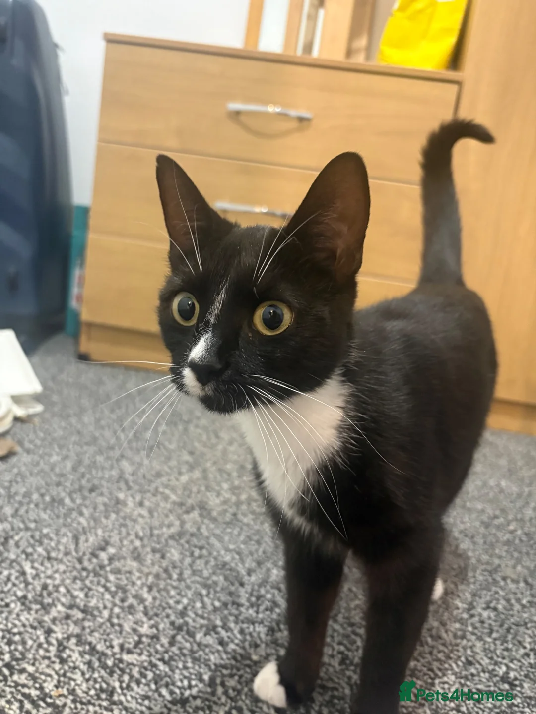 Domestic Shorthair cats for sale: 2 Female domestic shorthair kittens in Wigan - Advert 8