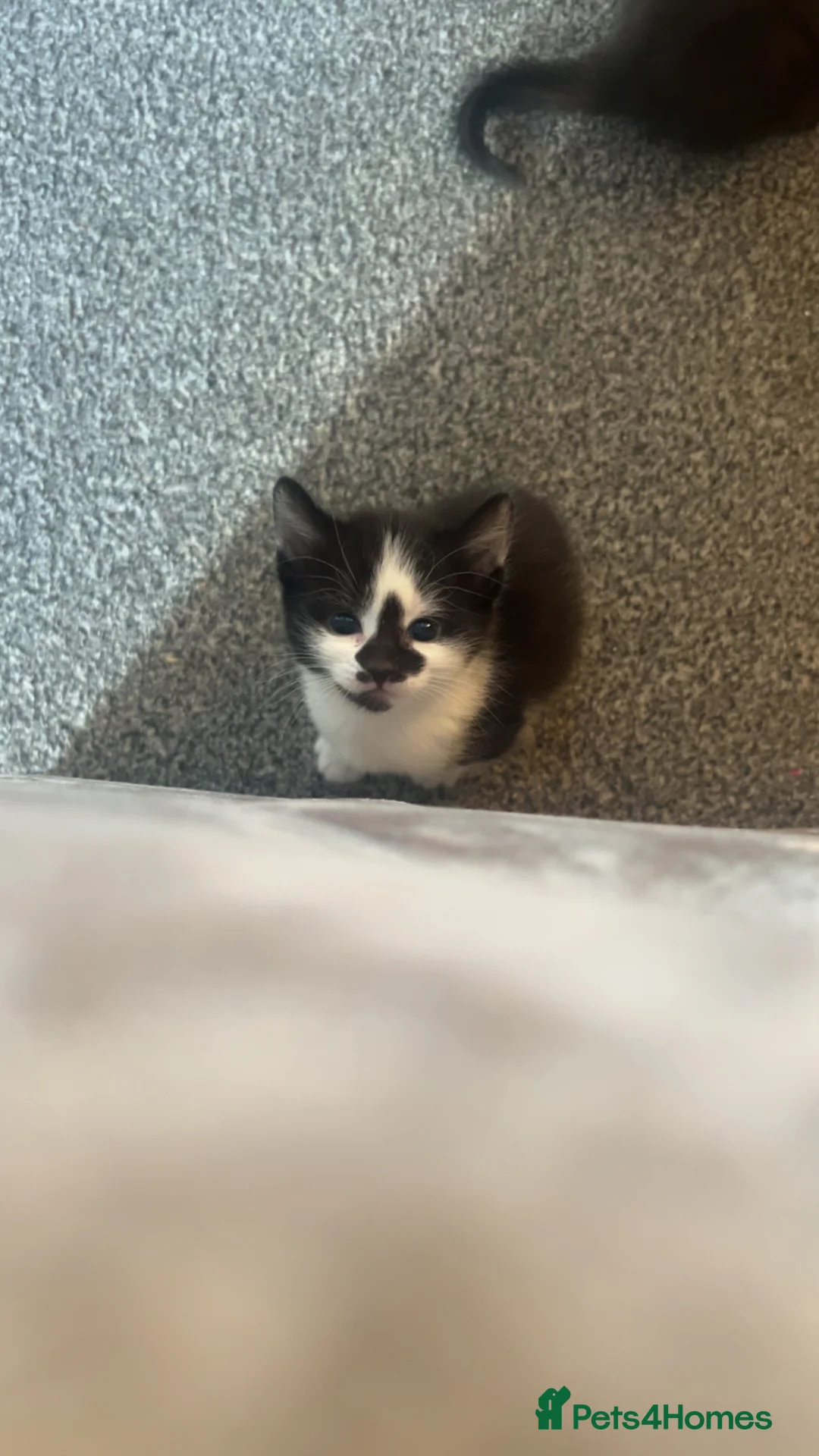 Mixed Breed cats for sale: 3 female kittens available.  - Advert 2