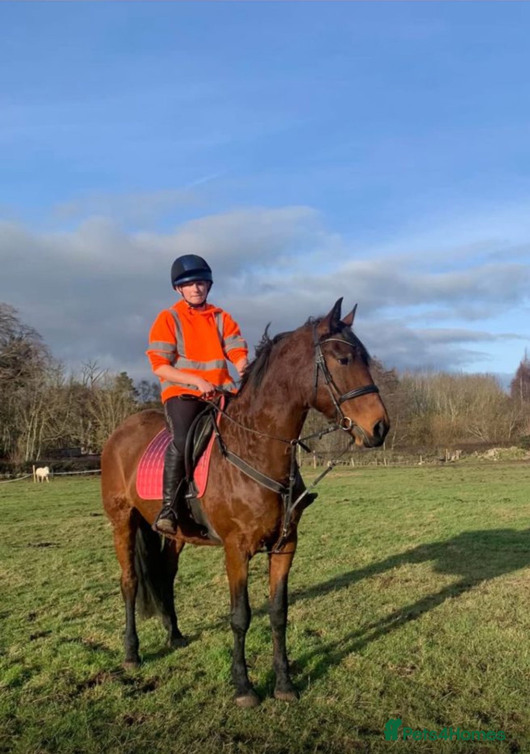 American Standardbred horses for sale: Bonnie ❤️🐴 - Image 13