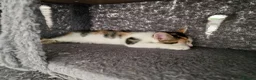 Mixed Breed cats for sale: Very Cute Calico Girl - Advert 31