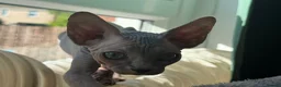 Sphynx cats for sale: Beautiful Sphynx Kittens – Ready Now 🐾 in Ayr - Advert 7
