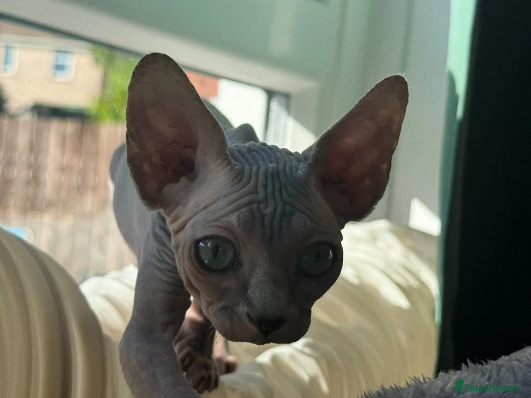 Sphynx cats for sale: Beautiful Sphynx Kittens – Ready Now 🐾 in Ayr - Advert 7