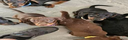 Dachshund dogs for sale: Dachshund puppies  - Advert 7