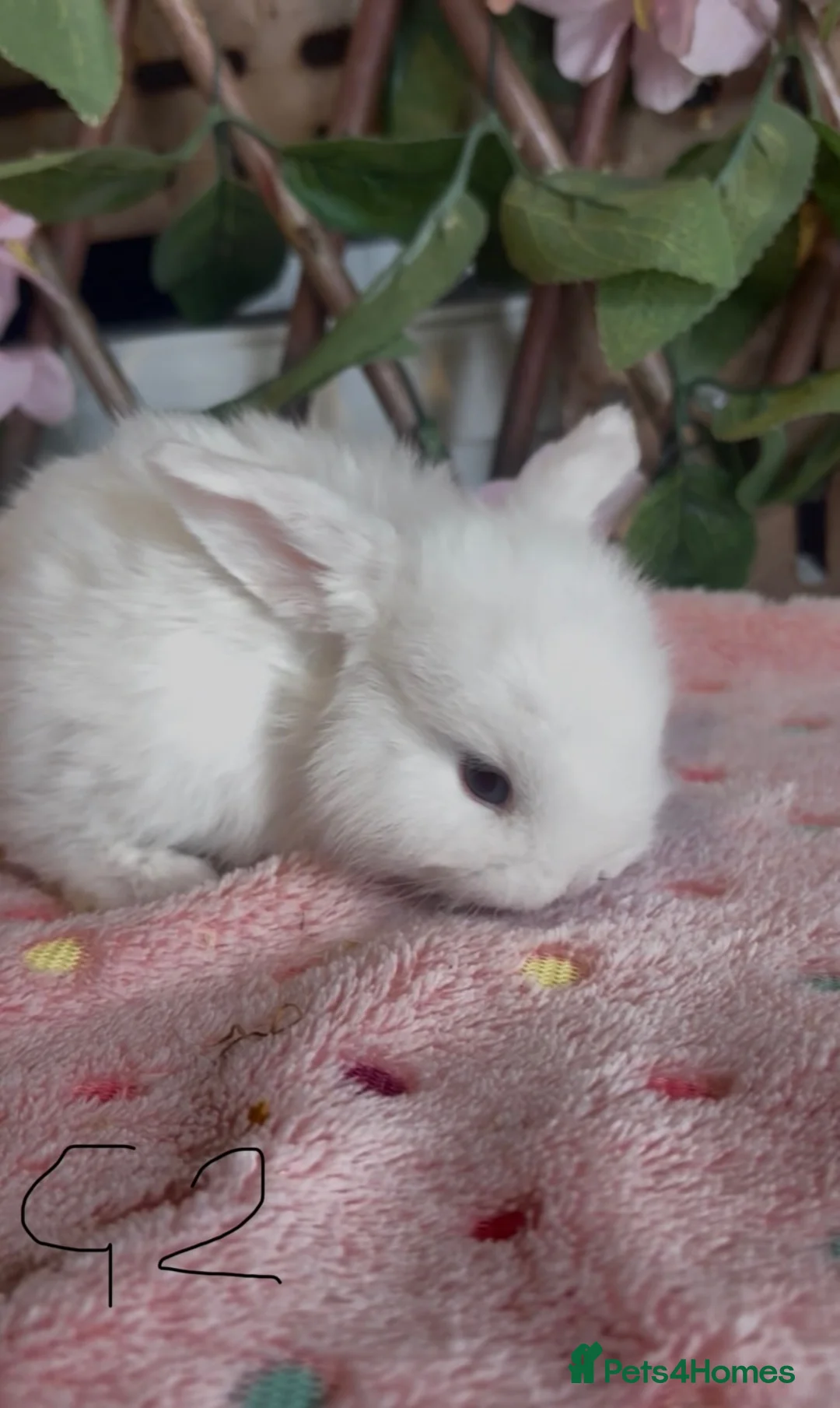 Mini Lop rabbits for sale: Mini lops  - Advert 2