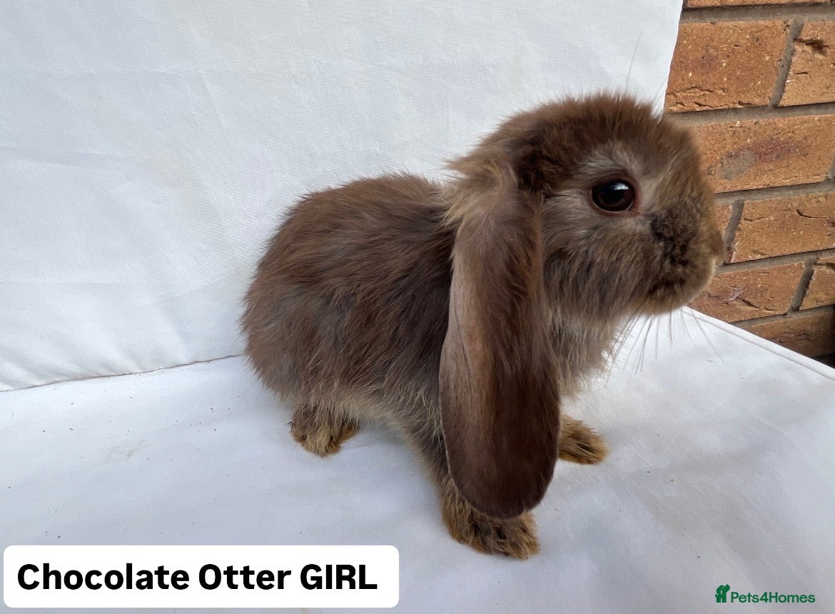 French Lop rabbits for sale: 🐰 Full breed French Lops Ready to Leave 🐰 - Advert 1