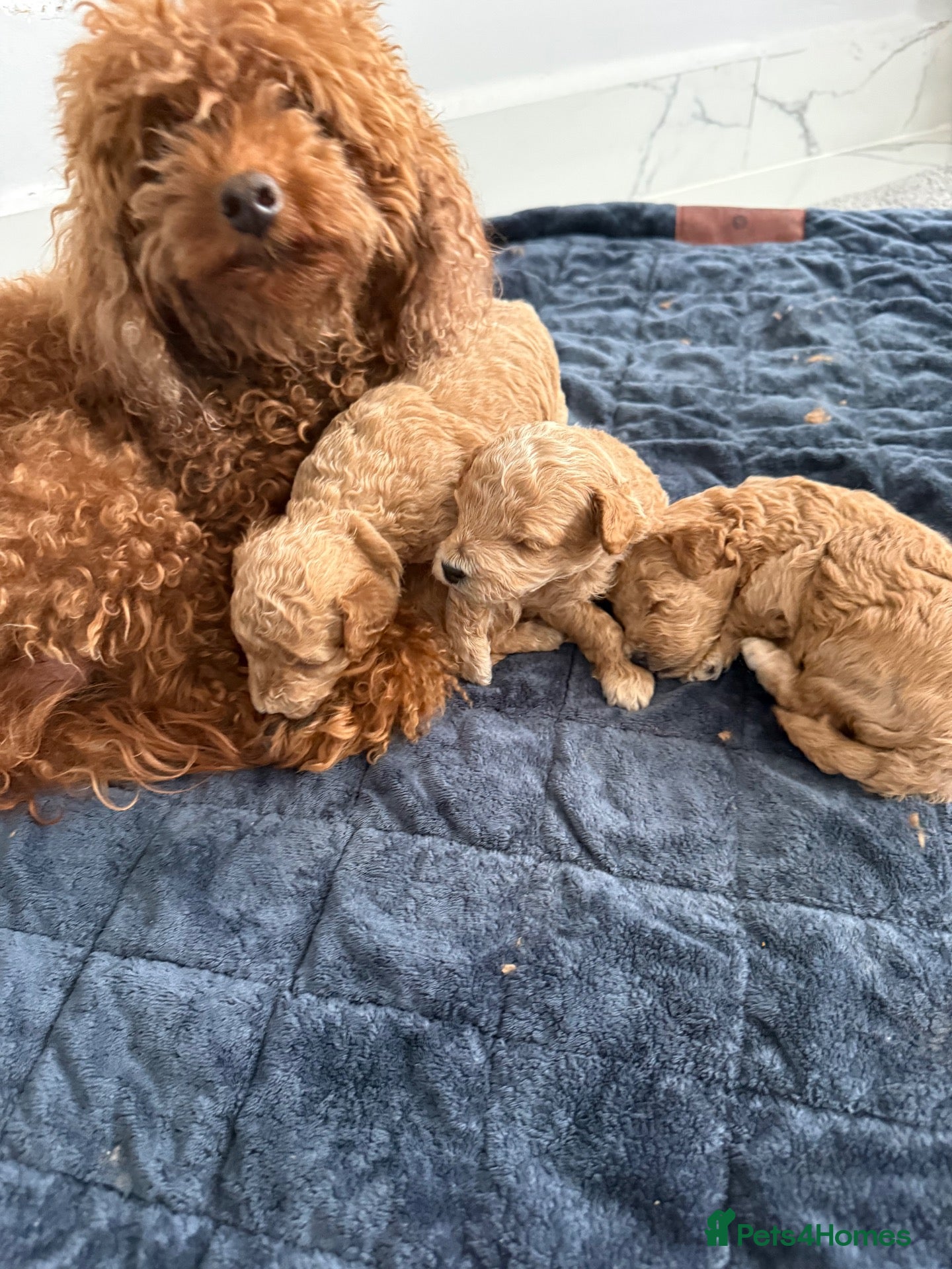 Toy Poodle dogs Gorgeous Ginger ToyPoodle Puppies –2 Boys & 1 Girl - Advert 1