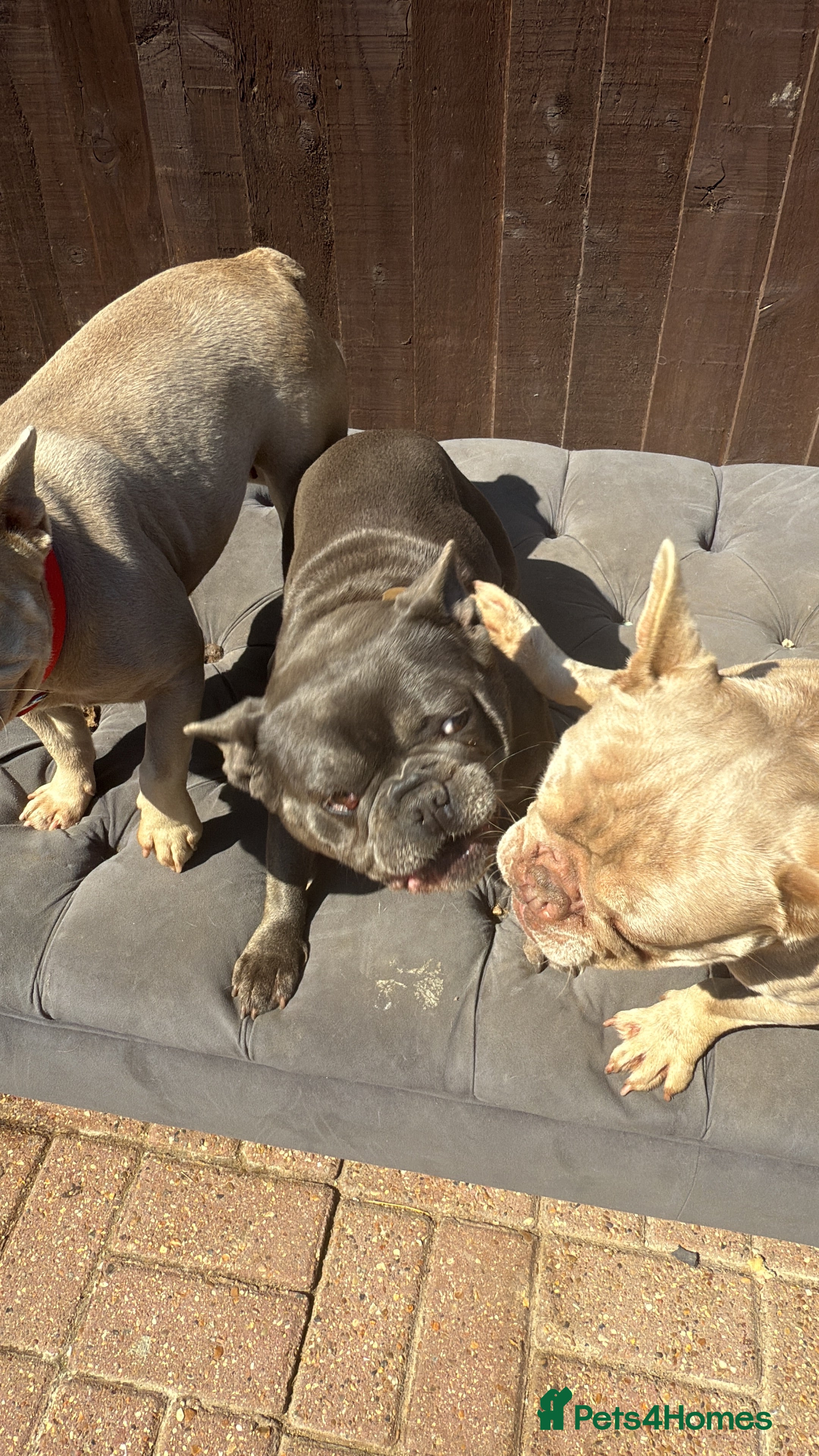 French Bulldog dogs New Shade french bulldog adult  - Advert 17