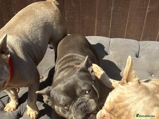 French Bulldog dogs New Shade french bulldog adult - Advert 1