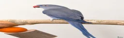 Parakeets birds for sale: Breeding pair of ringnecks - Advert 2