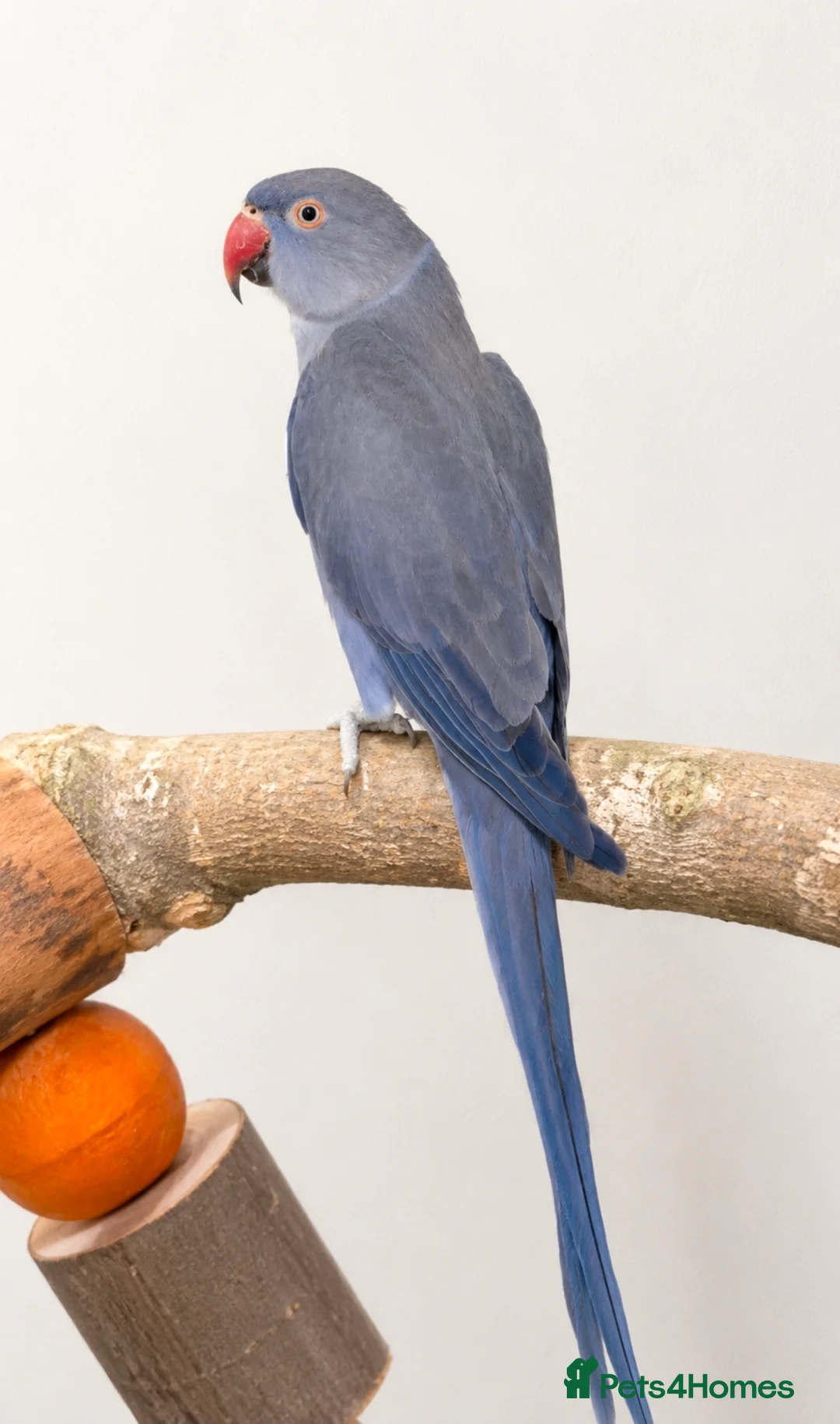 Parakeets birds for sale: Breeding pair of ringnecks - Advert 2