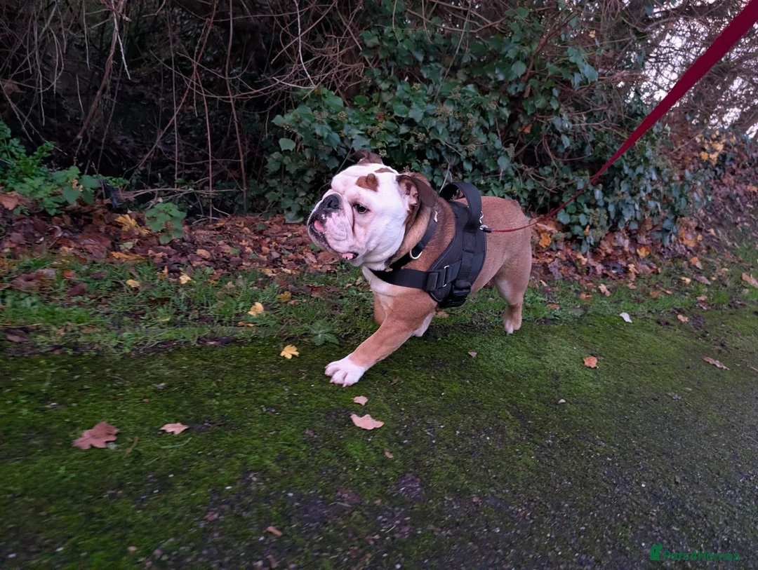 English Bulldog dogs for stud: English Bulldog  in Wellington - Advert 2