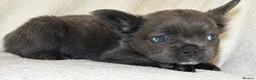French Bulldog dogs for sale: RUBY🫶🏽 DWKC reg  - Advert 18