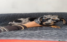 Miniature Dachshund dogs for sale: Miniature dachshunds - Image 8