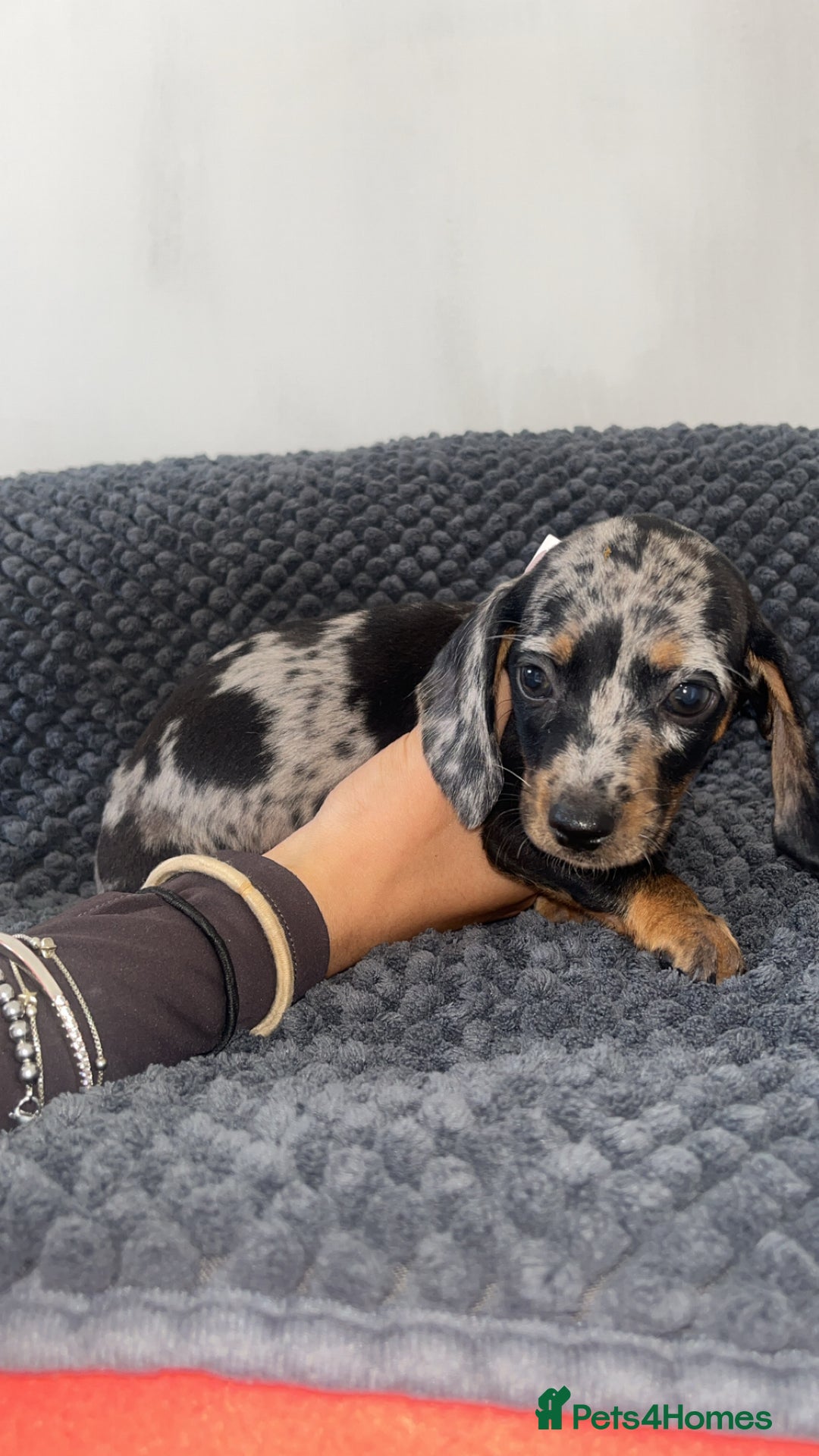 Miniature Dachshund dogs for sale: Miniature dachshunds - Image 8