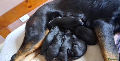 Mixed Breed dogs - Advert 8