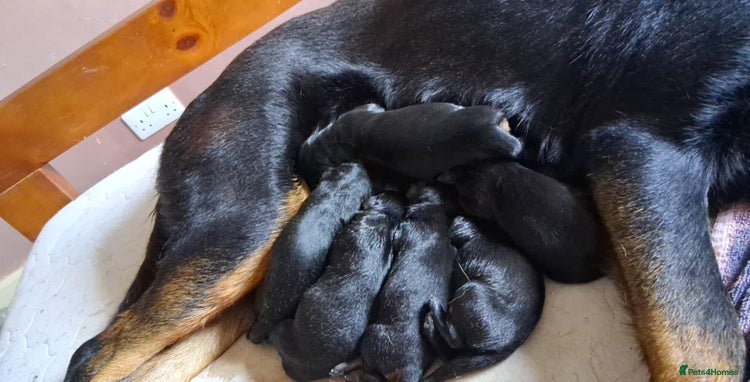 Mixed Breed dogs - Advert 1