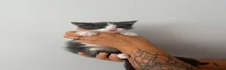 Mixed Breed cats for sale: Beautiful kittens - Advert 13