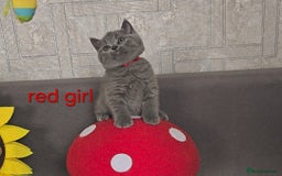 British Shorthair cats for sale: British Blue Shorthair kittens, GCCF pedigree - Image 1
